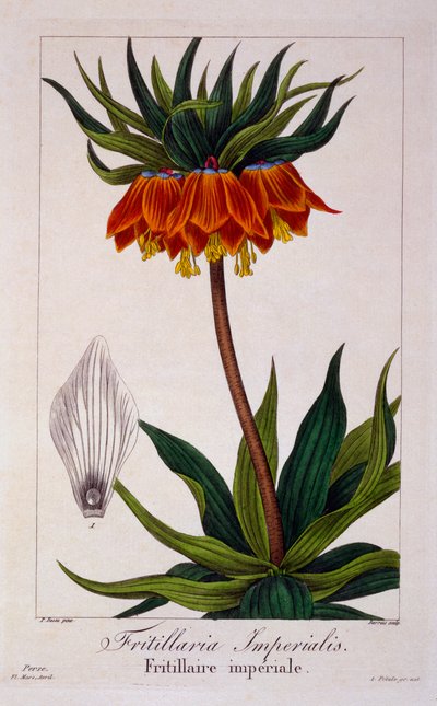 Fritillaria imperialis, 1836 (incisione colorata a mano) da Pancrace Bessa